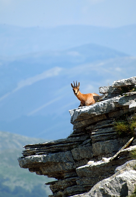 Camoscio d''Abruzzo Rupicapra pyrenaica ornata